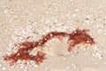 Red seaweed, driven onto sandy beach with broken shells on a sunny, winter day