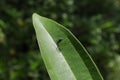 Top view of a metallic blue long-legged fly on a wild leaf surface Royalty Free Stock Photo