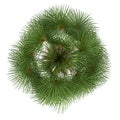 Top view of mexican fan palm tree isolated