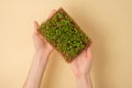 Top view microgreens in hands, arugula sprouts in coconut substrate on beige background, home garden, superfood