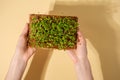 Top view microgreens in hands with shadow, arugula sprouts in coconut substrate on beige background, home garden