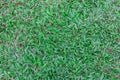 Top view Mid-high green lawn texture. Nature green grass in the garden, Nature background Royalty Free Stock Photo
