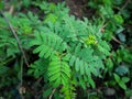 Top view of Mimosa pudica, sensitive plant,sleepy plant or the touch-me-not tree