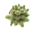 Top view Mini cactus isolated on white background Royalty Free Stock Photo