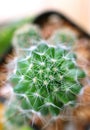 Top View of Mini Cactus Plants, Macro Shot of the Plant Texture Royalty Free Stock Photo