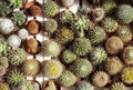 Top view of mini cactus plants under the sunlight Royalty Free Stock Photo