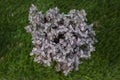 Top view of Mini Turtle Plant or Callisia Repens on pot on blur grass field background.