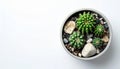 Top View of Miniature Cactus Plants with Rocks in Grey Pot on White Royalty Free Stock Photo
