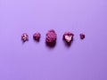 Top view of a minimalistic violet or purple cauliflower over a violet or purple background Royalty Free Stock Photo