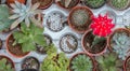 Top view of mix cactus in pot for natuer background