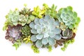 Top View of mix Echeveria Succulent Plants centerpiece arrangement Royalty Free Stock Photo