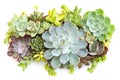 Top View of mix Echeveria succulent Plants centrepiece arrangement Royalty Free Stock Photo