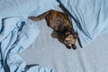 Top view of mixed breed kitten on blue linen sheets