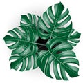 Top view Monstera tropical plants realistic vector in white potted on isolated background