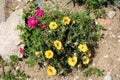 Top view of Moss rose or Portulaca grandiflora plant with open yellow and dark pink flowers and closed flower buds in home garden Royalty Free Stock Photo