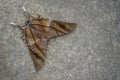Top view of moth, Nagaland, India Royalty Free Stock Photo