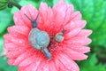 Top view of mother snail and baby snail relaxing together on a pink blooming Gerbera flower with many water droplets on the petals