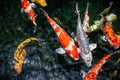 Colorful carp fishes on dark water surface Royalty Free Stock Photo