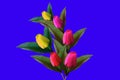 Top view, Multicolor tulips flower isolated on blue background for design or stock photo, illustration, tropical summer plant, Royalty Free Stock Photo