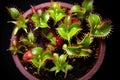 top view of multiple venus flytraps catching insects