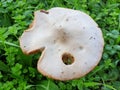 Top view of the mushroom cap Royalty Free Stock Photo