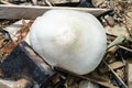 Looking Down At Smooth Cap Of White Mushrooms Growing In Sawdust