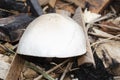 Smooth Cap Of White Mushrooms Growing In Sawdust