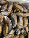 mussel seafood, background stock photography