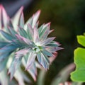 Top view of Myrtle Spurge or Euphorbia myrsinites succulent plant