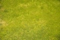 Top view of Natural green grass meadow, green grass texture land