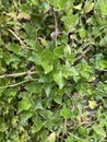 Top view of natural green leaves for nature background Royalty Free Stock Photo