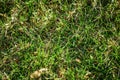 Top view light spring green grass background with water dew droplets. Selective focus with background blur. Copy space Royalty Free Stock Photo