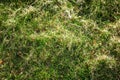 Top view light spring green grass background with water dew droplets. Selective focus with background blur. Copy space Royalty Free Stock Photo