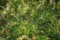 Top view light spring green grass background with water dew droplets. Selective focus with background blur. Copy space Royalty Free Stock Photo