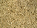 Top view natural small pine sawdust, background