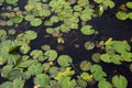 Top view of natural wild green lily pads floating on calm black marsh swamp water Royalty Free Stock Photo