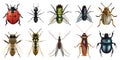 Naturalistic board presenting the ten main insects Royalty Free Stock Photo