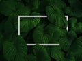 Top view nature concept. Creative layout dark green leaves texture background with white square frame. Natural wallpaper pattern b Royalty Free Stock Photo