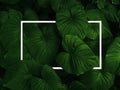 Top view nature concept. Creative layout dark green leaves texture background with white square frame. Natural wallpaper pattern b Royalty Free Stock Photo