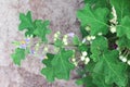 Top view nature herbal plant green solanum indicum tree with small fruits size and purple flower , full of thorn on stem and leaf