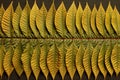 top view of a neat row of raked leaves