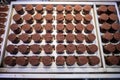 top view of neatly arranged empty chocolate molds on a conveyor belt