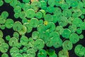 Top view of green nenuphar leaves on water. Botanic background Royalty Free Stock Photo
