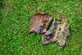 Top view of newly cut green grass lawn background with fallen dried tree leaves at outdoor garden yard under sunlight Royalty Free Stock Photo