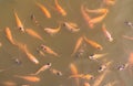 Top view of Nile tilapia fish on farm waiting for food in aquaculture pond at feeding time. Freshwater fish in aquaculture pond. Royalty Free Stock Photo