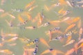 Top view of Nile tilapia fish on farm waiting for food in aquaculture pond at feeding time. Freshwater fish in aquaculture pond. Royalty Free Stock Photo