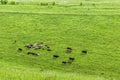 A small herd of cows with a shepherd grazes in a meadow Royalty Free Stock Photo
