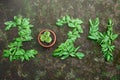 Top view of the number 2024 written with green tree leaves and succulent plant on the ground. Concept of new year and