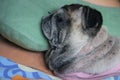 Top view obese pug sleeping sick with skin disease, close-up view.