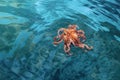 top view of octopus swimming near the ocean surface